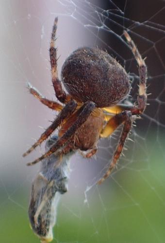 Réf. 194 594 : Neoscona subfusca